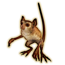 Opo-opo Portrait