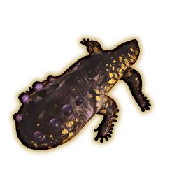 Salamander Portrait