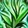 Improved Wild Growth Icon