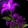 Nightblooming Frond Icon