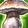 Wild Mushrooms Icon