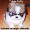 HiImFluffy