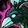 Sha-Warped Hippogryph Hatchling icon