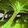 Miasma Geyser icon