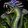 Ophidian Maw icon