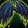 Ophidian Patagia icon