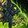 Felscorned Reins of the Vilebrood Vanquisher icon