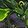 Feldruid's Scornwing Form icon