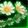 Crown of Brick Springflowers icon