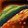 Sporelord's Shroom Cap icon