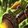 Green Rocket Mount [PH] icon