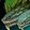 Venomous Coiler icon