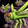Glyph of Insect Swarm Icon