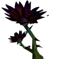 Black Lotus