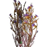 Bruiseweed