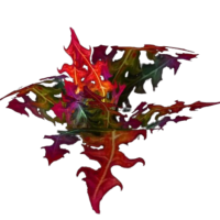 Gromsblood