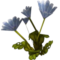 Peacebloom