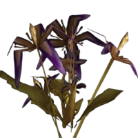 Plaguebloom