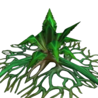 Stranglekelp