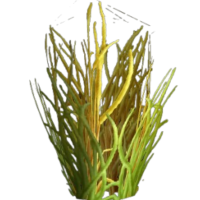Sungrass