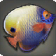 Angelfish Simular