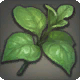 Belladonna Simular