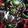 Heroic: Sha of Fear Icon