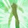 Ascendance Icon