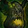 Cover of the Haunted Forest Icon