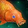 Golden Carp Icon