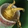 Ginseng Tea Icon