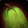 Jade Squash Icon