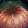 Mogu Pumpkin Icon