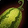 Striped Melon Icon