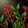 Witchberries Icon