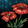 Rain Poppy Icon