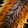 Magnificent Hide Icon