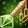 Elixir of Mighty Agility Icon
