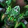 Grievous Gladiator's Battle Staff Icon