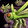 Mantid Swarm Icon