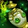 Flask of Spring Blossoms Icon