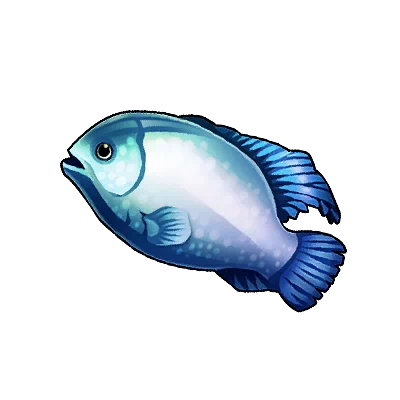 Blueface Angelfish in Neverness to Everness