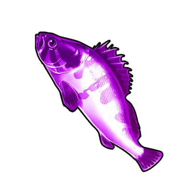 Purple-striped Grouper in Neverness to Everness