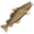 Large Cod