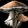 Dried Mushroom Rations Icon