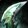 Akil'zon's Talonblade Icon