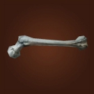 Sapphiron's Wing Bone, Beauty's Favorite Bone Model