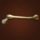 Beauty's Favorite Bone Model