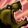 Demoralizing Roar Icon