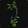 Hyjal Climbing Vine Icon